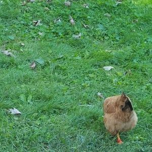 Meet your Posher, Clinton